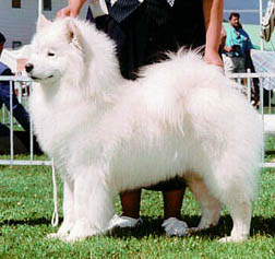 Chip winning Best of Breed
